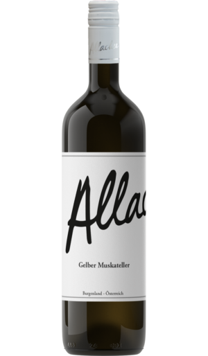 Gelber Muskateller 2024
